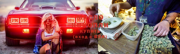 индика Каменногорск